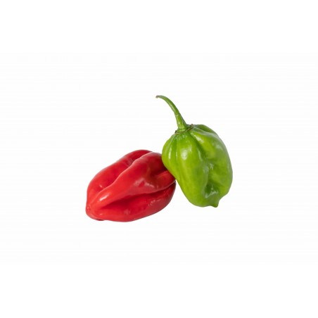 HOT PEPPER