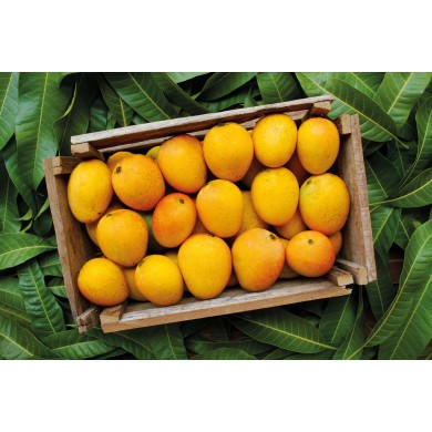 Mangue sauvage République...