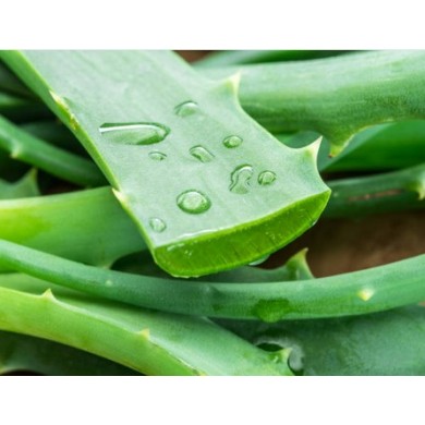 Feuille Aloé vera