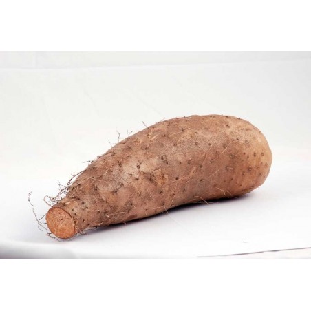 FRANCE YAM